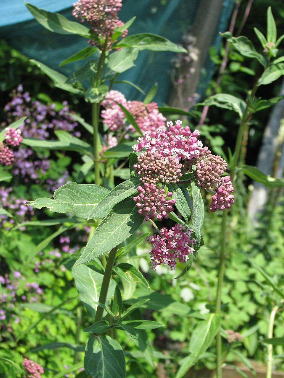 Asclepias purpurascens (purple milkweed) (alternate view 8)