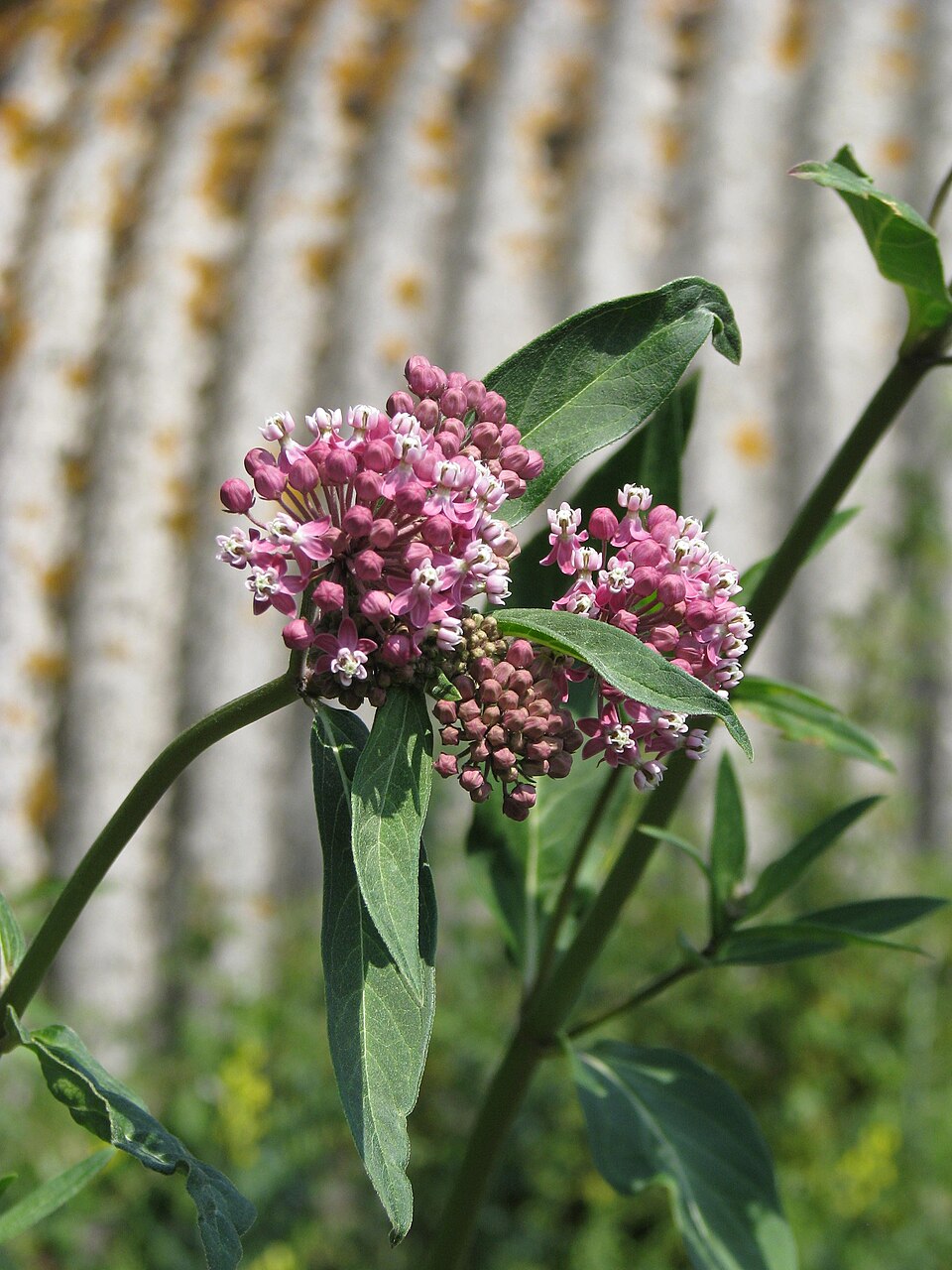 Asclepias purpurascens (purple milkweed) (alternate view 9)