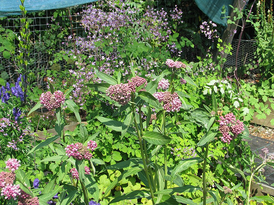 Asclepias purpurascens (purple milkweed) (alternate view 10)