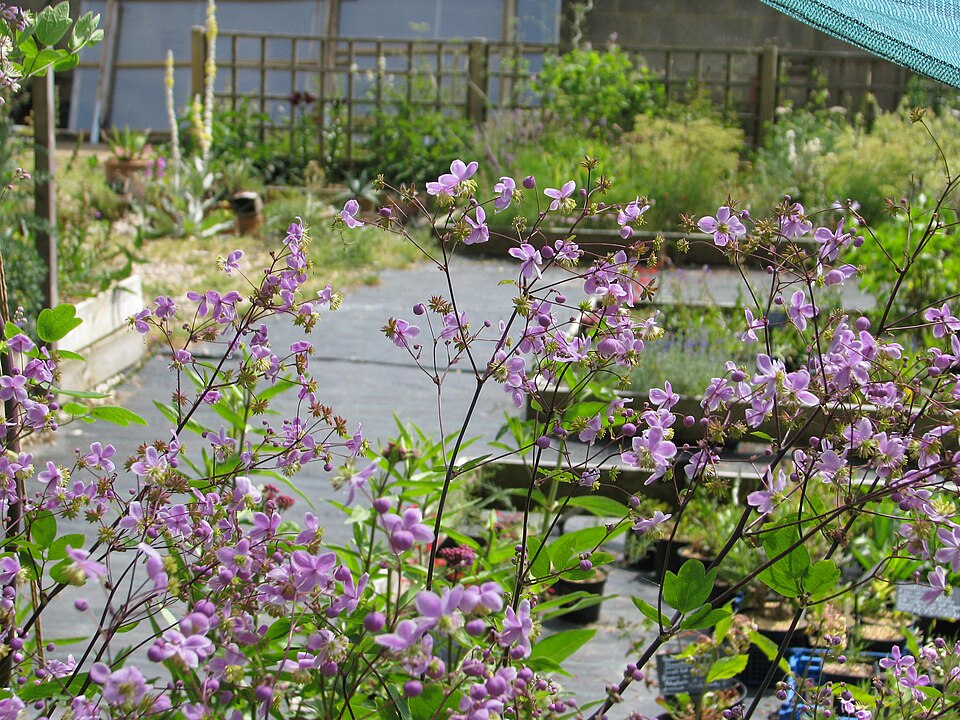 Thalictrum (meadow-rues) (alternate view 4)