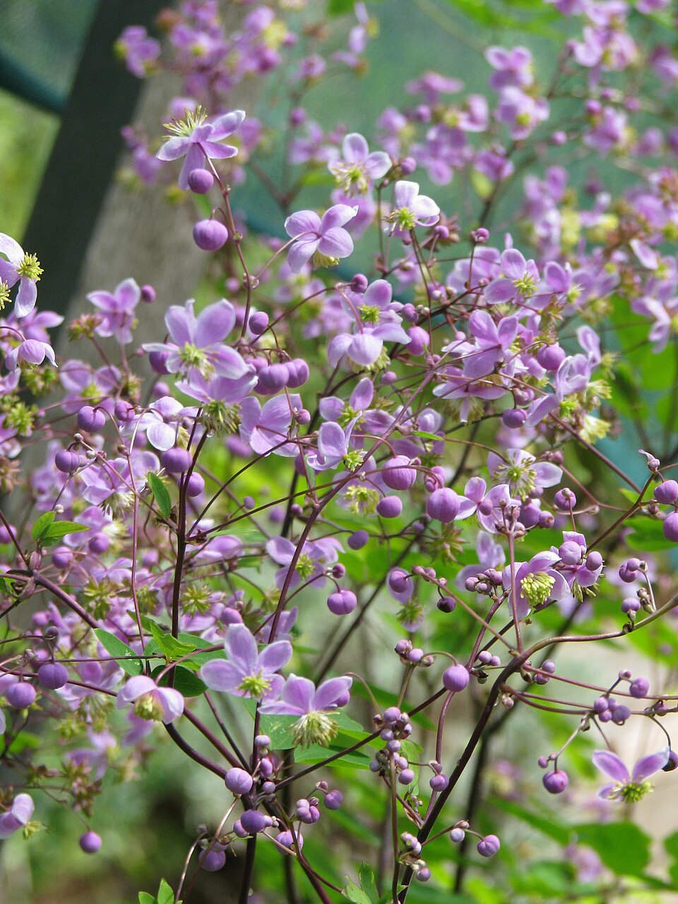 Thalictrum (meadow-rues) (alternate view 5)