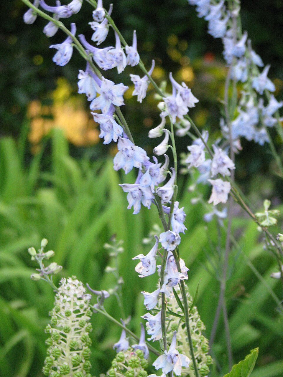 Delphinium carolinianum (Wild Blue Larkspur) (alternate view 9)