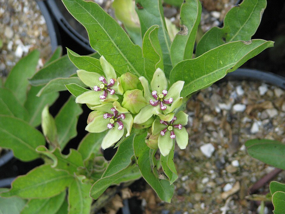 Asclepias viridis (green antelopehorns)