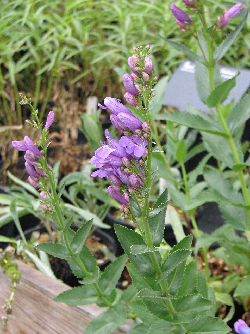 Penstemon venustus (Blue Mt Penstemon) (alternate view 8)