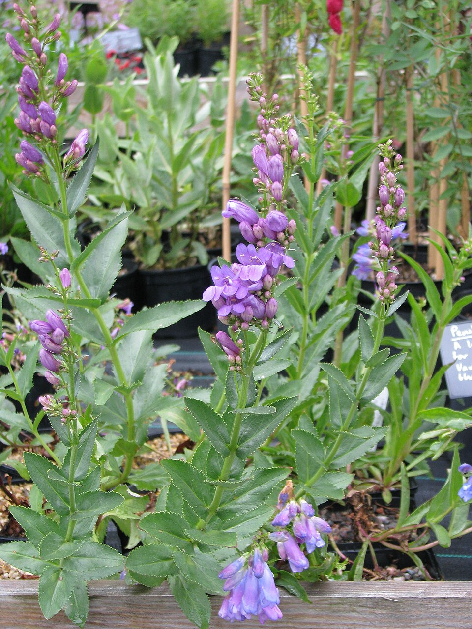 Penstemon venustus (Blue Mt Penstemon) (alternate view 9)