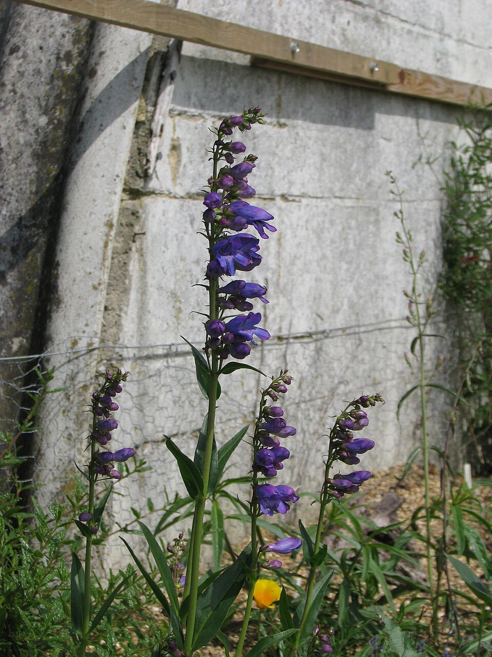 Penstemon strictus (Rocky Mt Penstemon) (alternate view 7)