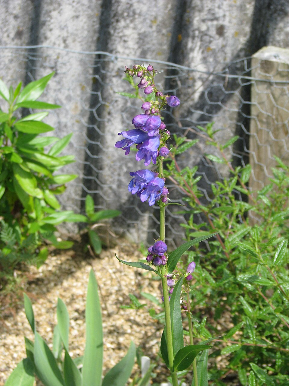 Penstemon strictus (Rocky Mt Penstemon) (alternate view 8)