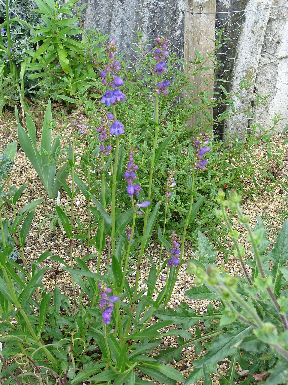 Penstemon strictus (Rocky Mt Penstemon) (alternate view 9)