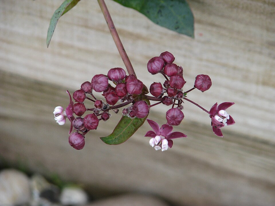 Asclepias cordifolia (heart-leaf milkweed) (alternate view 7)