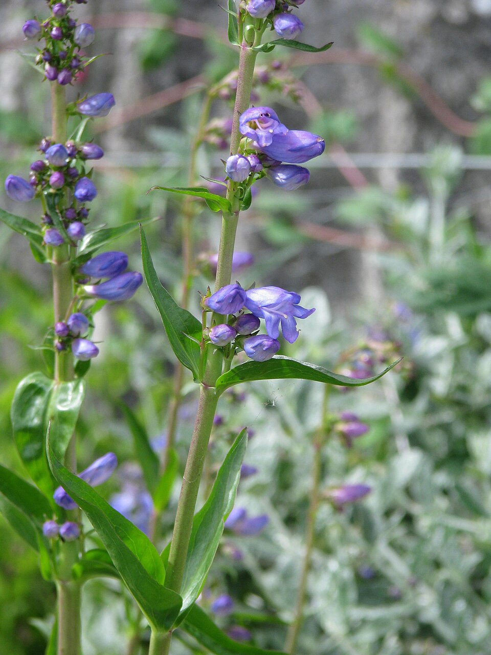 Penstemon strictus (Rocky Mt Penstemon) (alternate view 10)