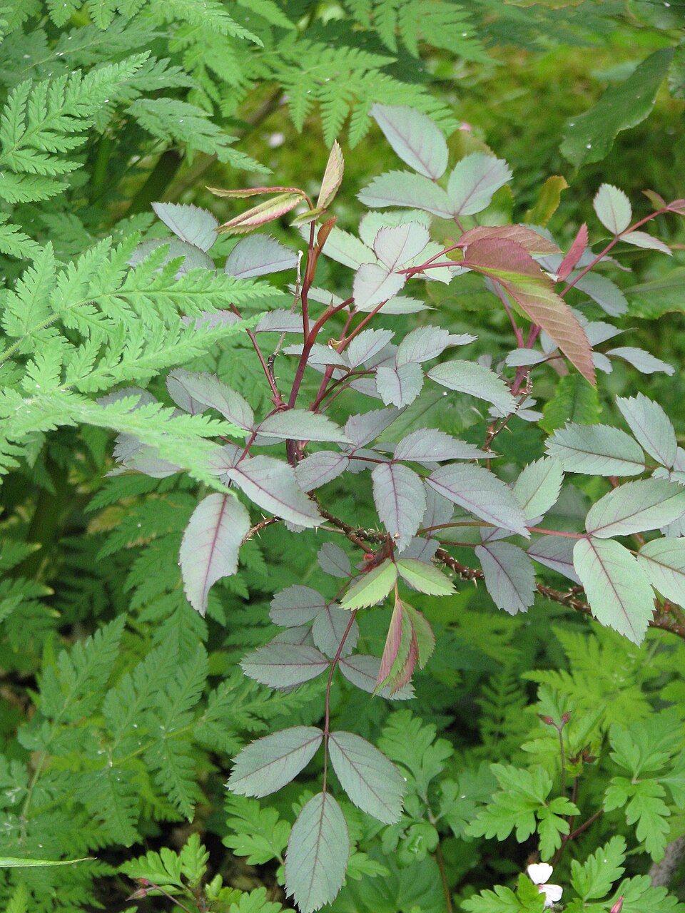 Rosa glauca (redleaf rose) (alternate view 10)