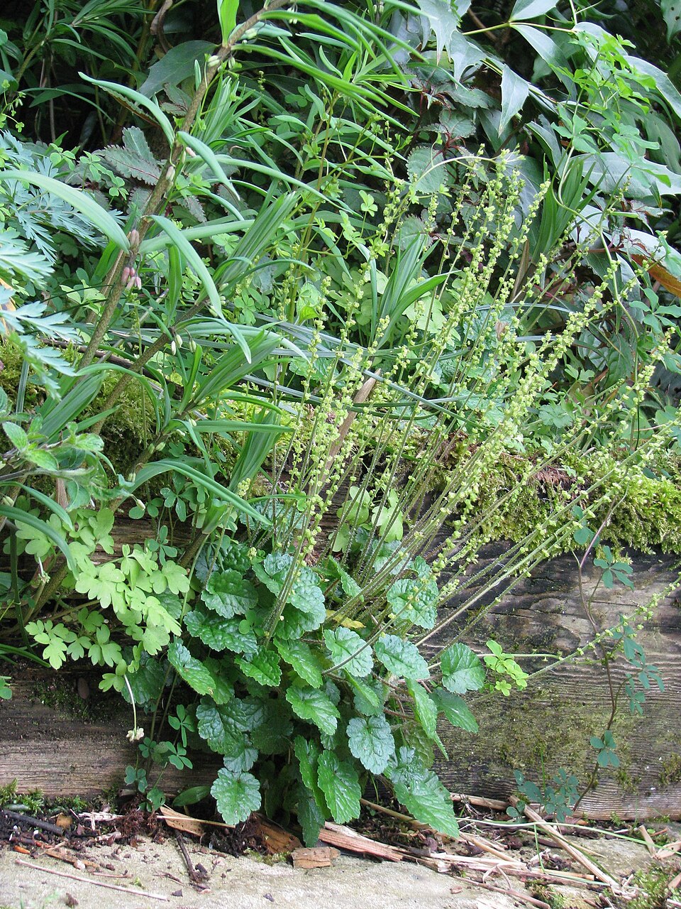 Mitella breweri