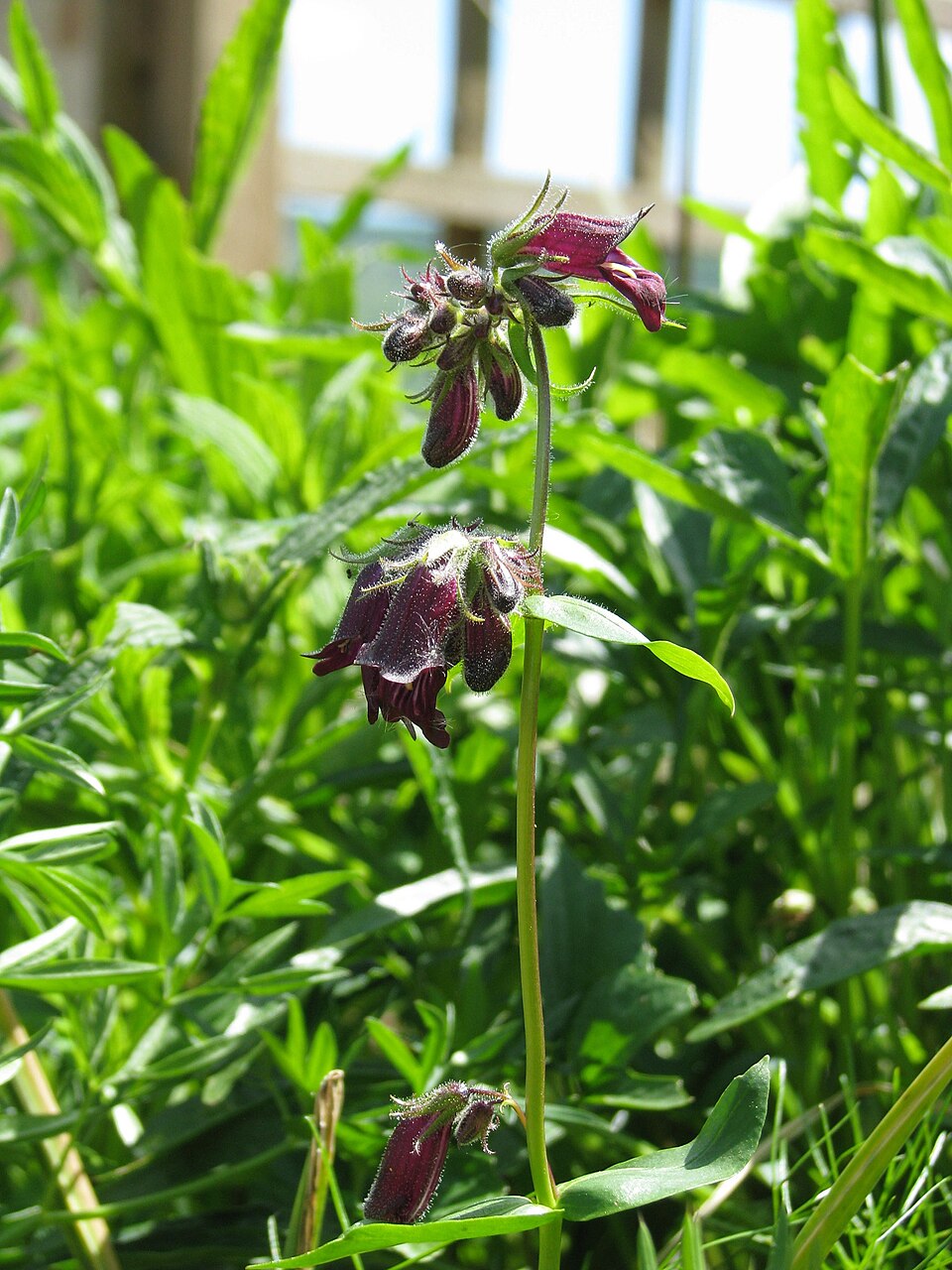 Penstemon whippleanus (Whipple's penstemon) (alternate view 9)