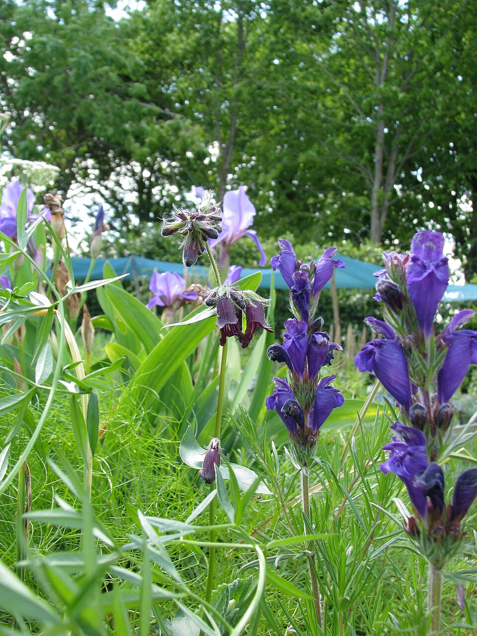 Penstemon whippleanus (Whipple's penstemon) (alternate view 10)