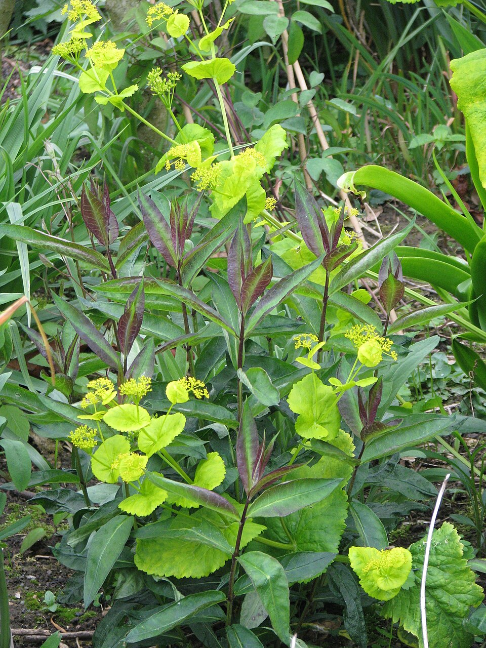 Smyrnium perfoliatum (perfoliate alexanders) (alternate view 8)