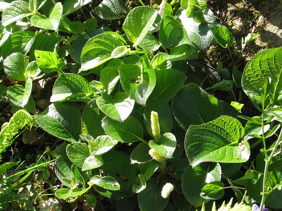 Salix nakamurana var. yezoalpina (Yezo Alpine Willow) (alternate view 2)