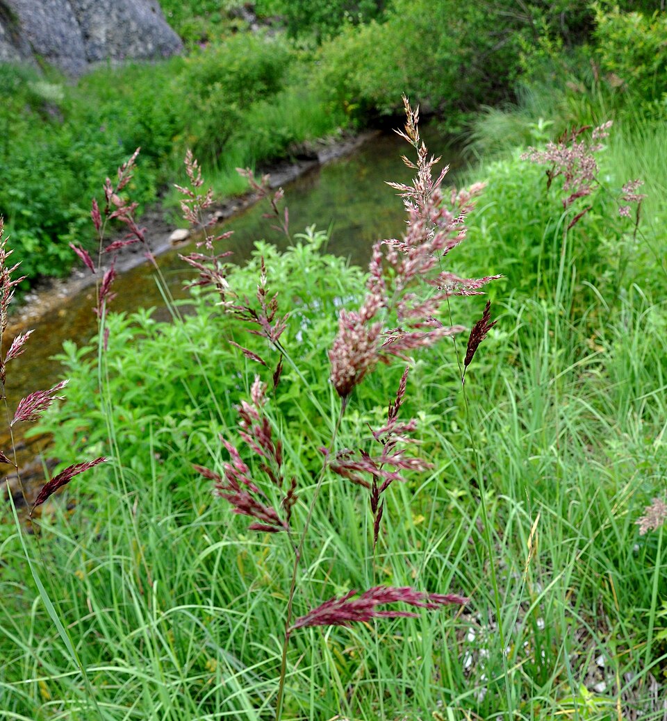 Glyceria maxima (reed meadowgrass)