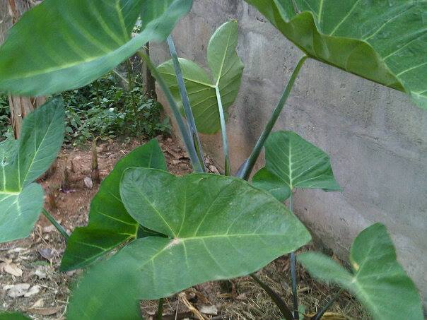Colocasia esculenta (Taro) (alternate view 9)