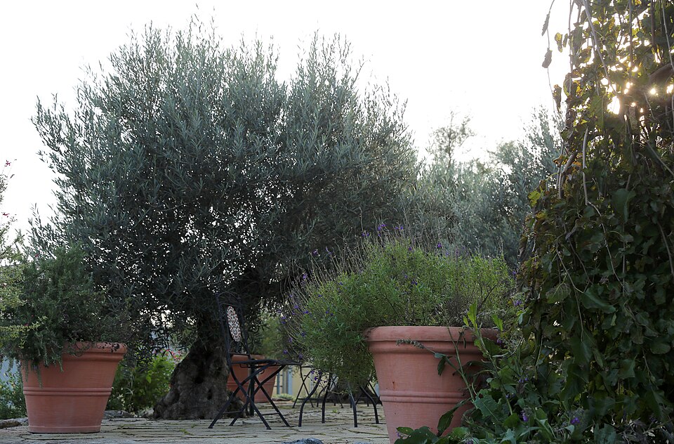 Olea europaea (Olive Tree) (alternate view 4)