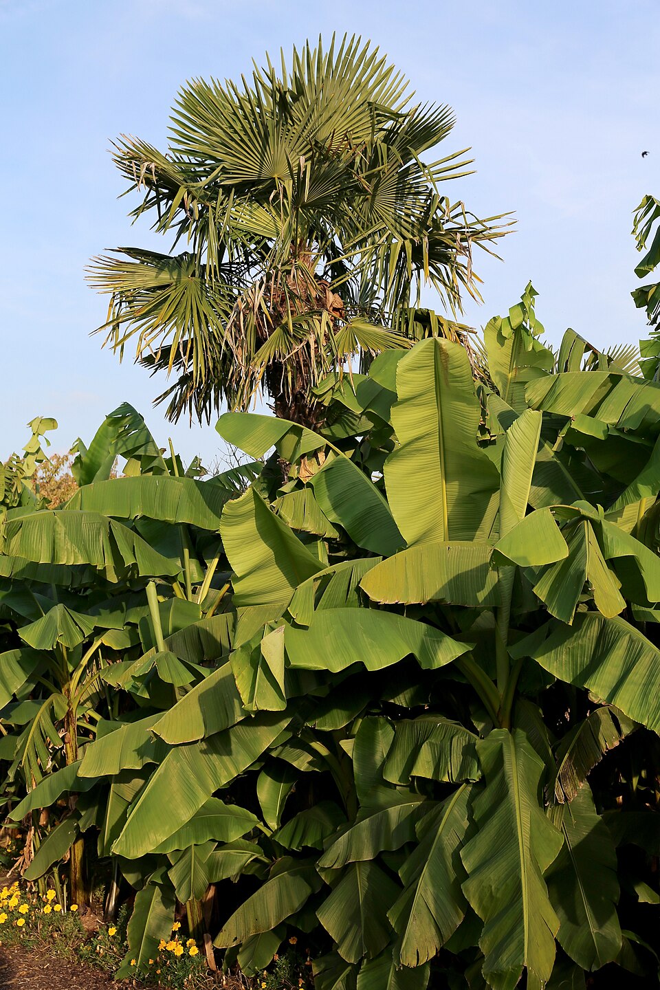 Musa basjoo (Hardy Banana) (alternate view 9)