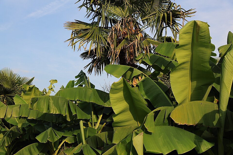 Musa basjoo (Hardy Banana) (alternate view 10)