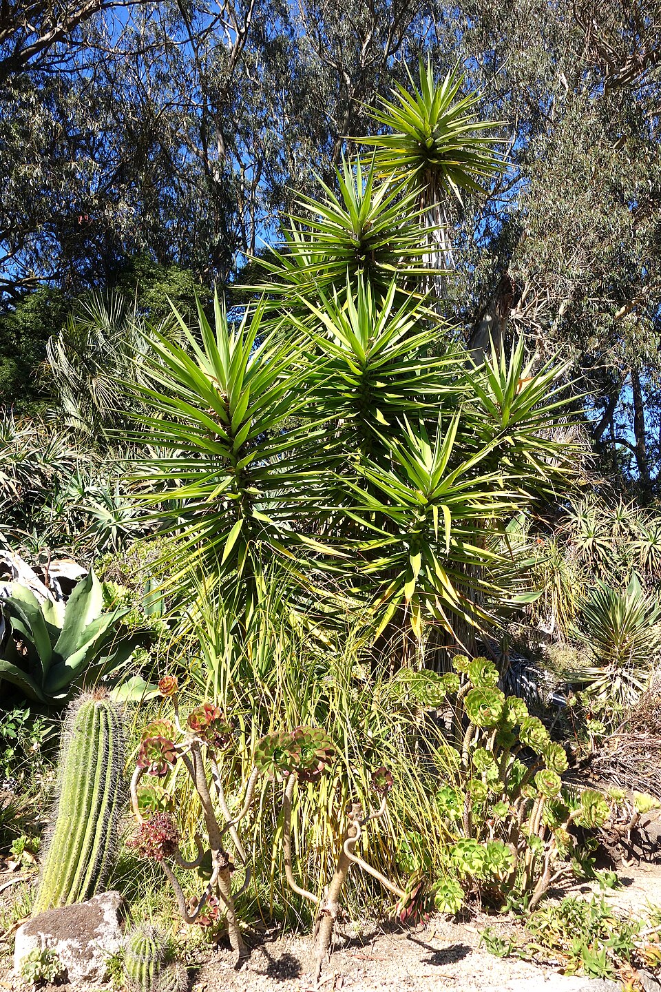 Yucca (Yuccas) (alternate view 2)