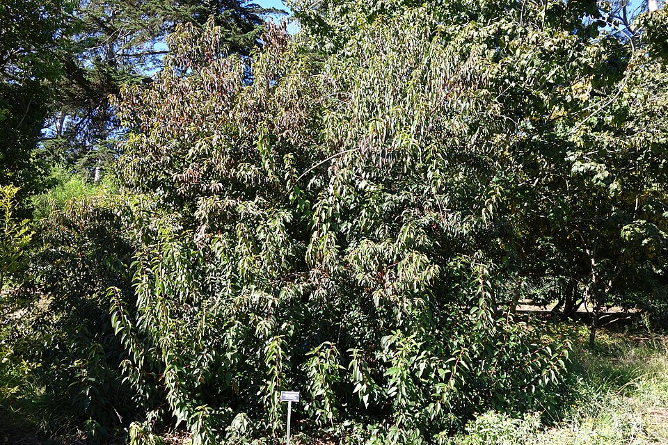 Chimonanthus praecox (Wintersweet) (alternate view 6)