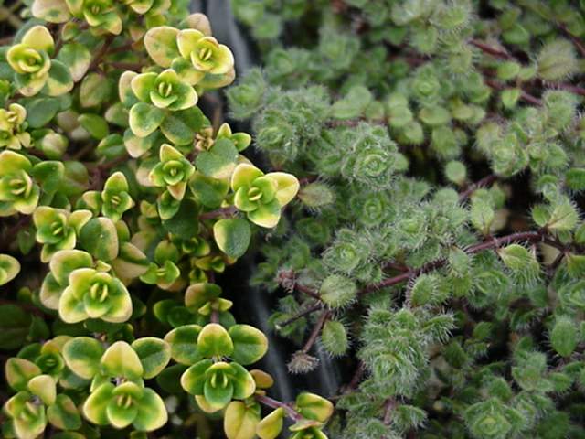 Thymus × citriodorus (Lemon Thyme) (alternate view 5)