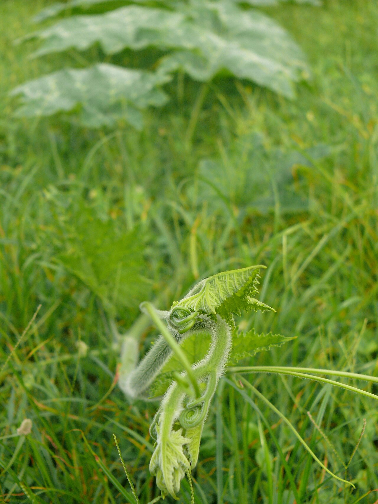 Cucurbita pepo, Summer squash — spreading deciduous (Cucurbitaceae) (image 7 of 9)