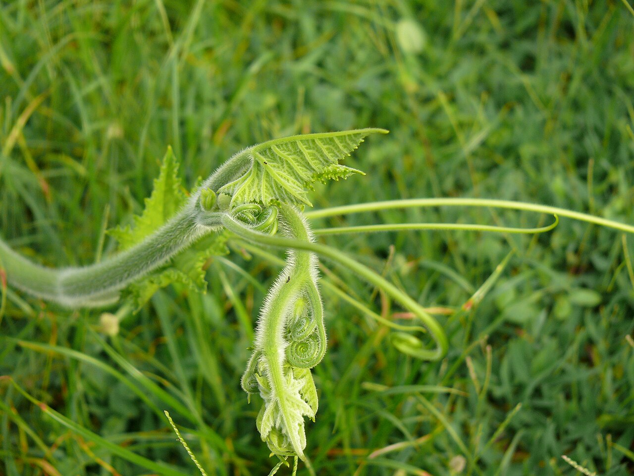 Cucurbita pepo, Summer squash — spreading deciduous (Cucurbitaceae) (image 8 of 9)