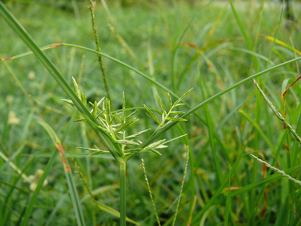 Cyperus rotundus (Purple Nutsedge) (alternate view 7)