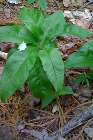 Lysimachia borealis (northern starflower)