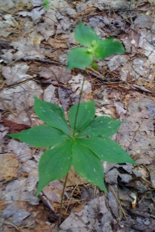 Medeola virginiana (Cucumber Root)