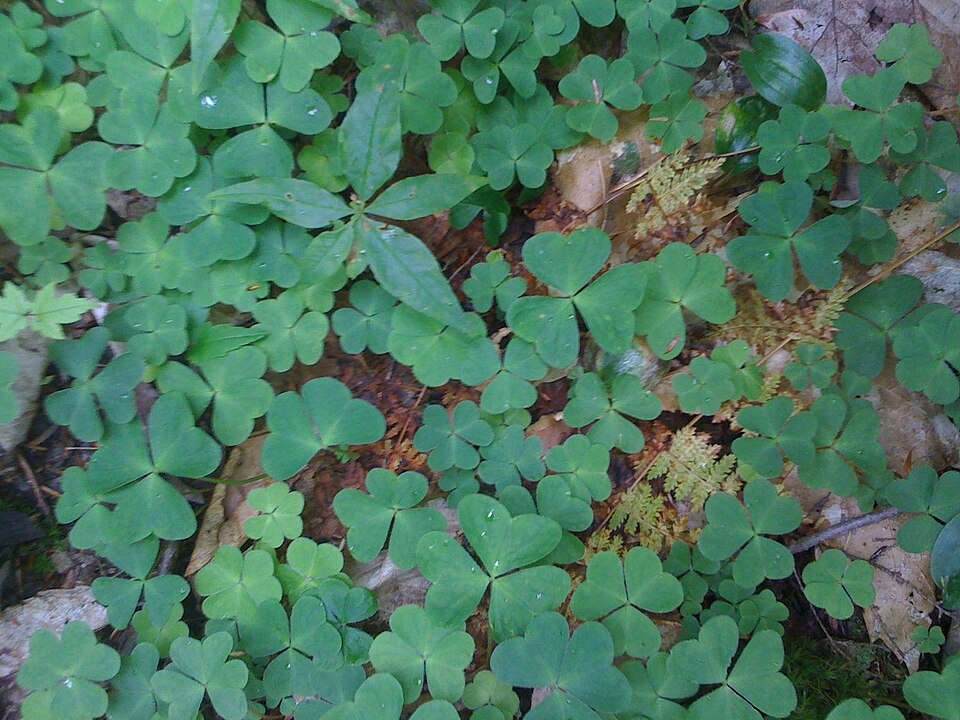 Oxalis montana (mountain woodsorrel) (alternate view 7)