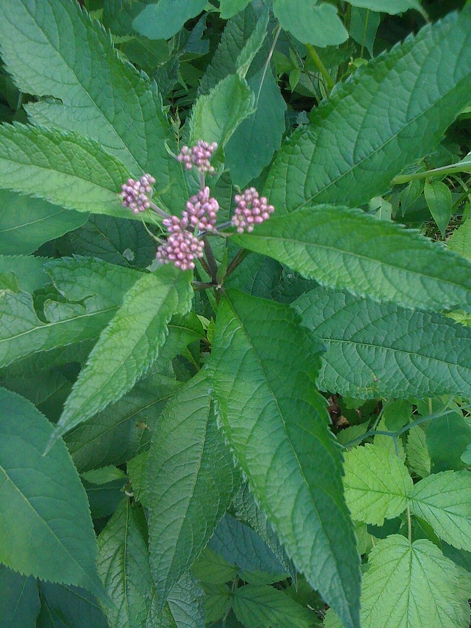 Eutrochium purpureum (sweet Joe-Pye-weed) (alternate view 7)