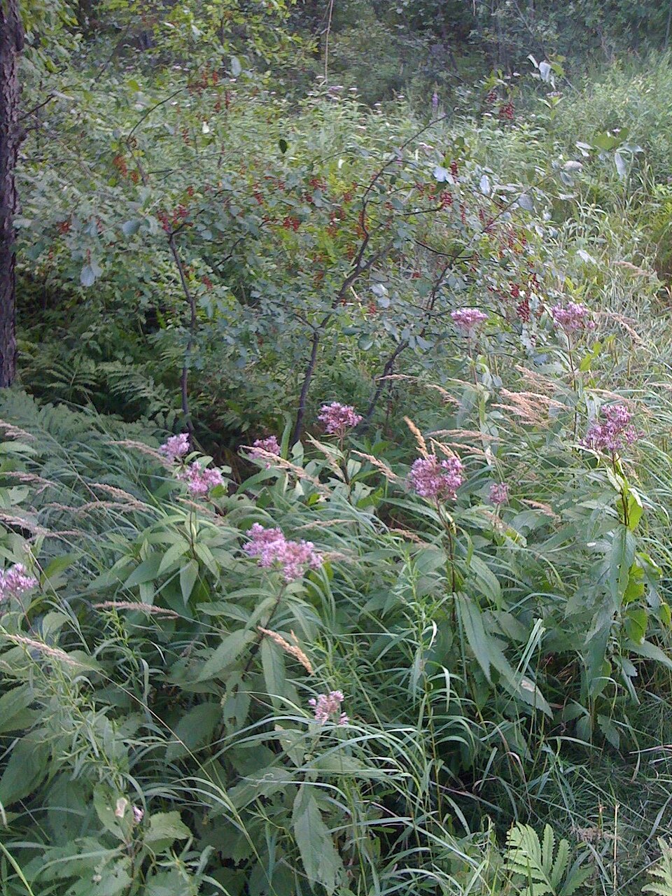 Eutrochium purpureum (sweet Joe-Pye-weed) (alternate view 8)