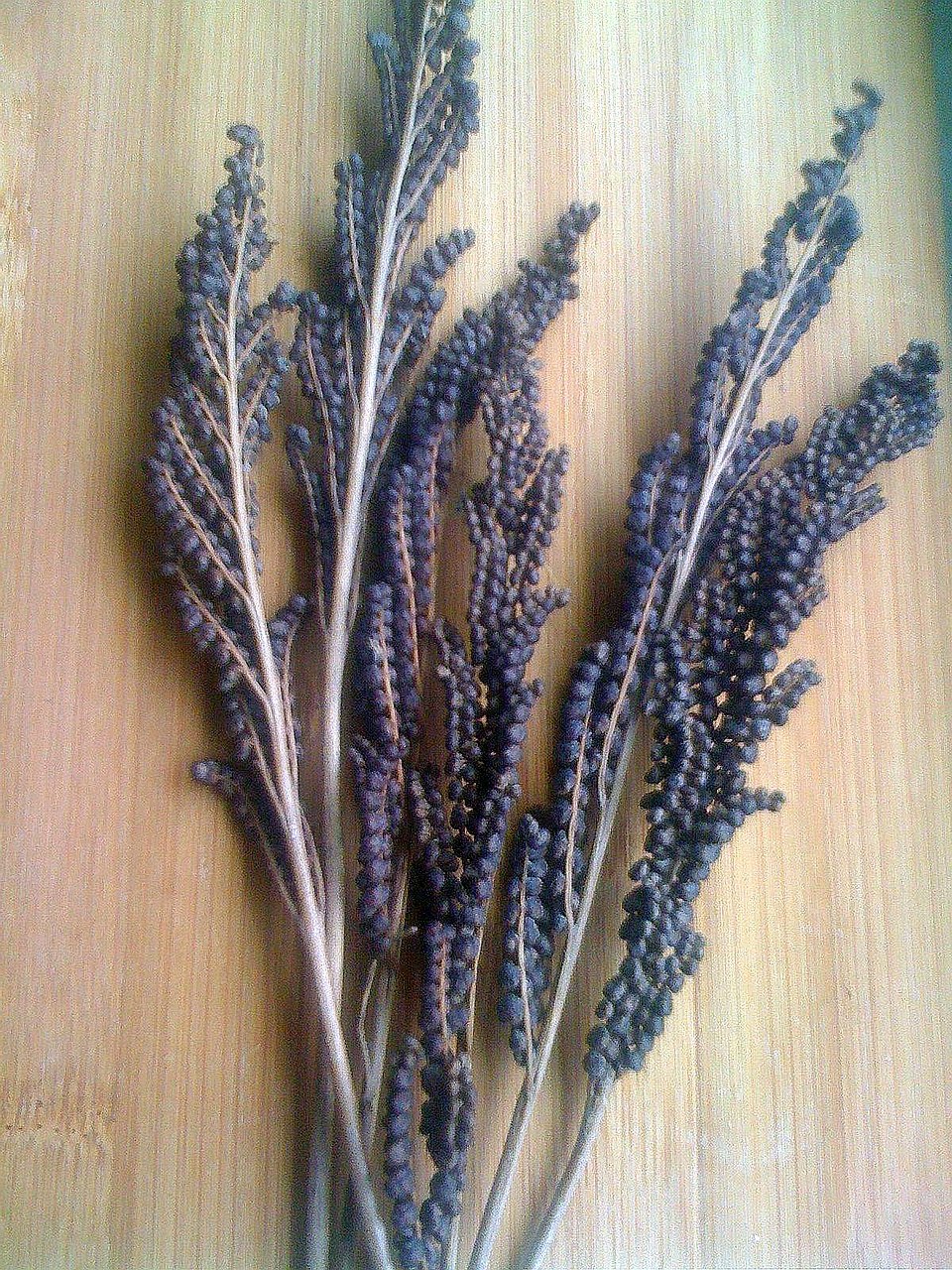 Onoclea sensibilis (sensitive fern)