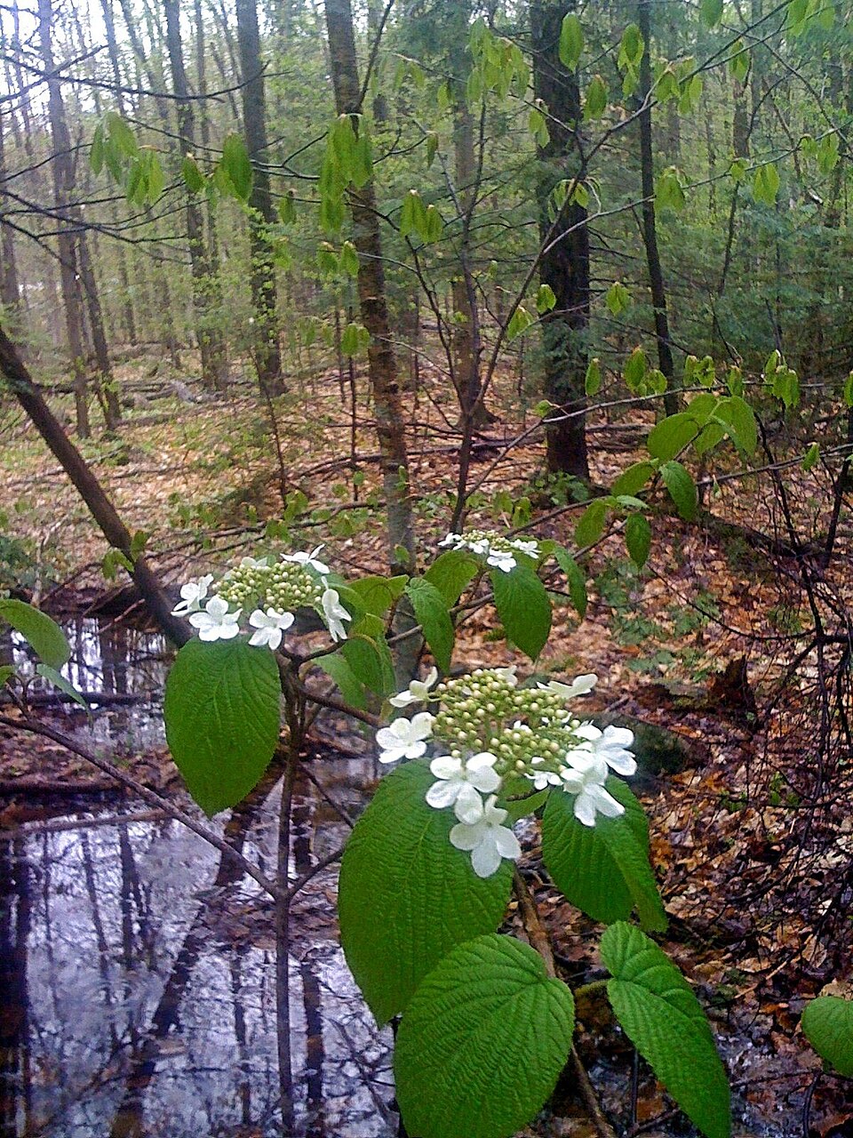 Viburnum lantanoides (hobblebush)