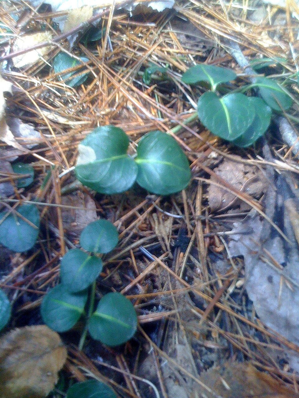 Mitchella repens (partridgeberry)
