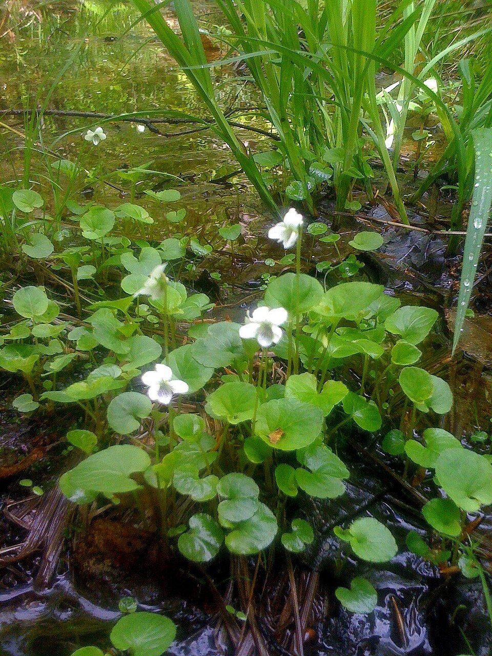 Viola cucullata (marsh blue violet) (alternate view 9)