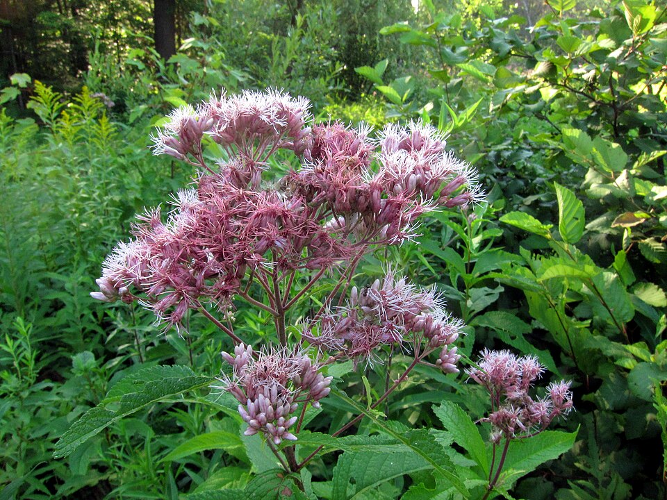 Eutrochium purpureum (sweet Joe-Pye-weed) (alternate view 9)