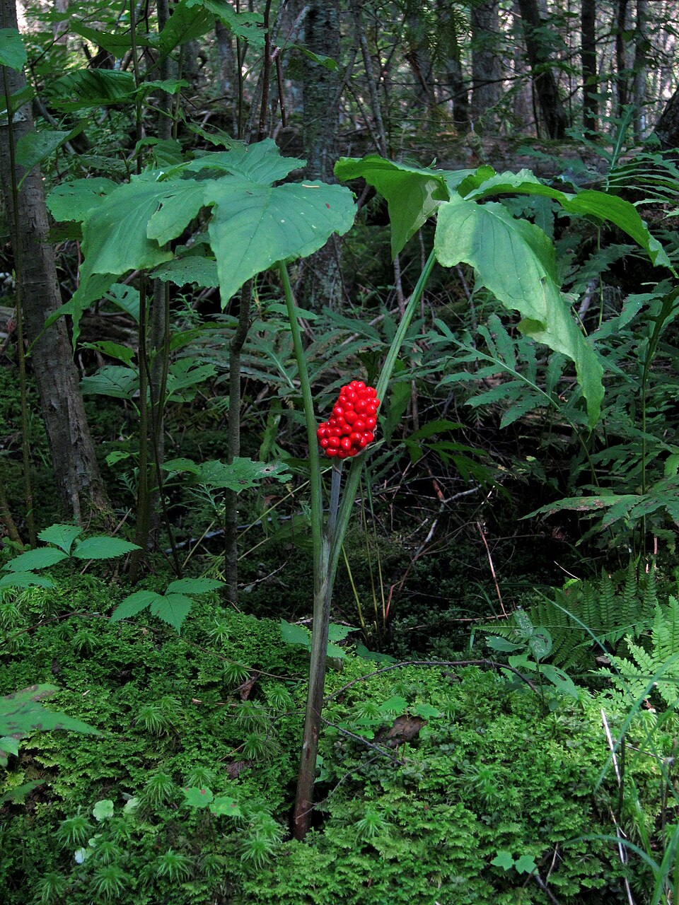 Arisaema triphyllum (Jack-in-the-pulpit) (alternate view 7)