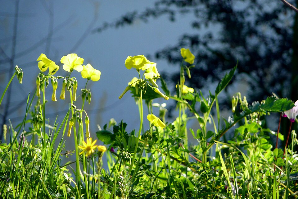Oxalis pes-caprae (Bermuda buttercup)
