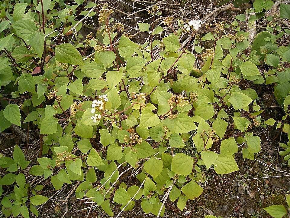 Ageratina adenophora (Crofton Weed) (alternate view 6)