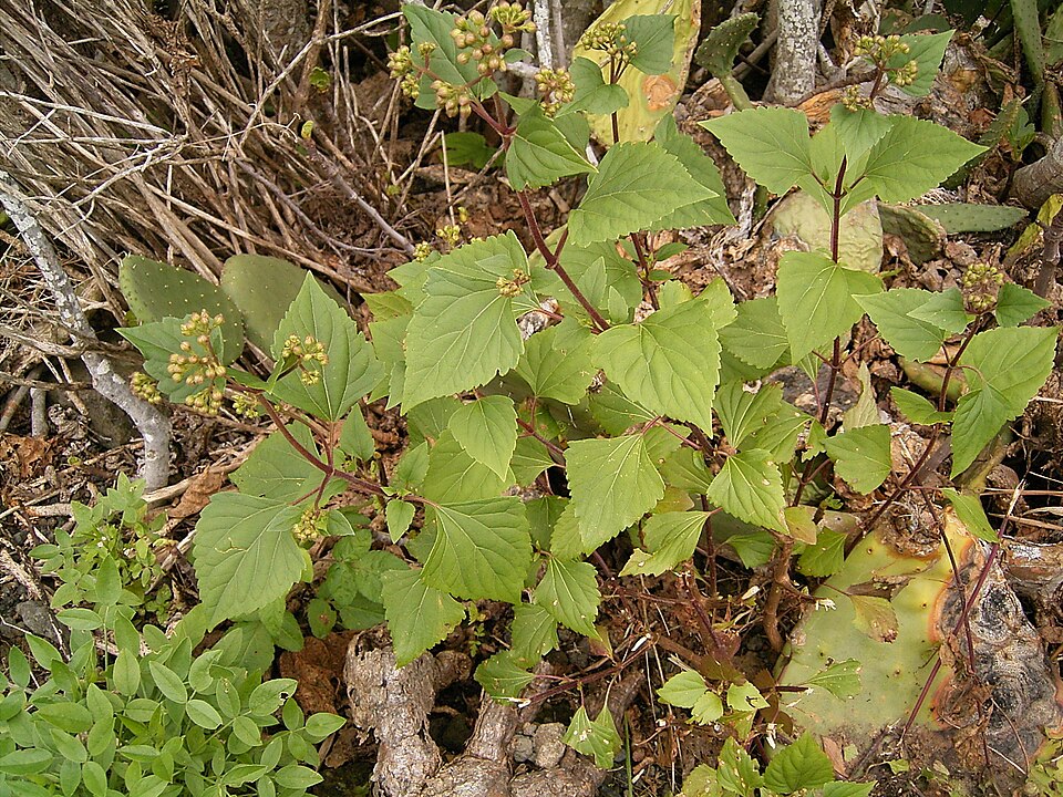 Ageratina adenophora (Crofton Weed) (alternate view 7)
