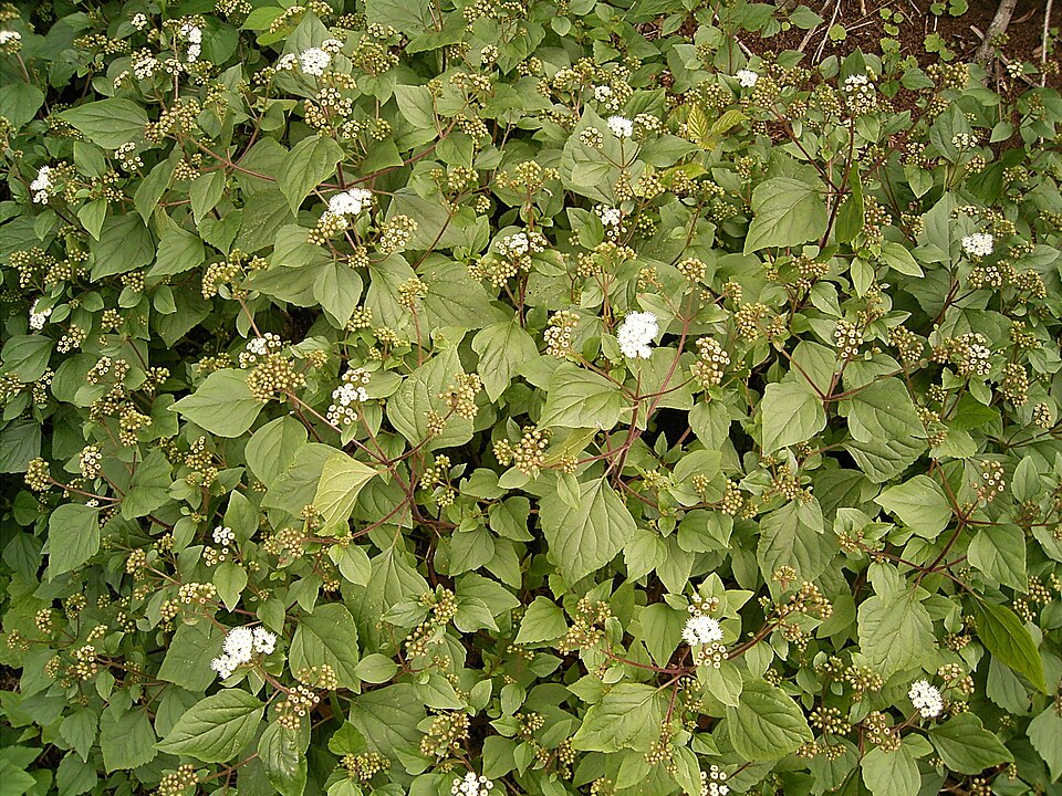 Ageratina adenophora (Crofton Weed) (alternate view 8)