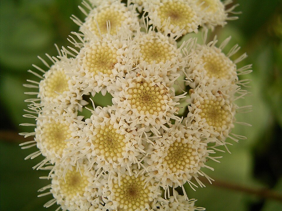 Ageratina adenophora (Crofton Weed) (alternate view 9)