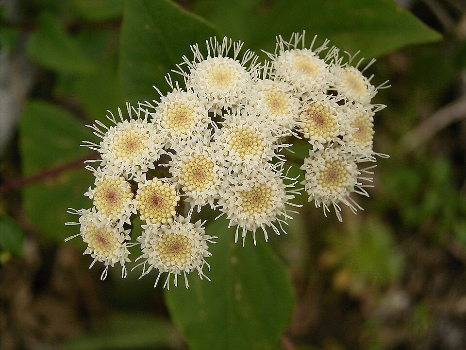 Ageratina adenophora (Crofton Weed) (alternate view 10)