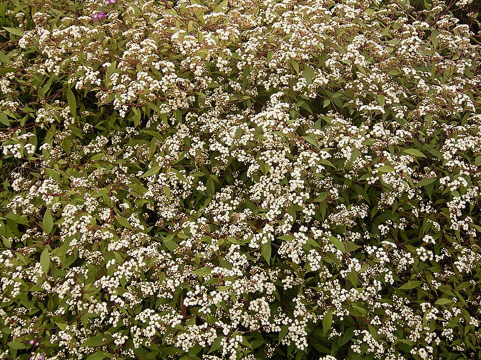 Ageratina riparia (mist flower) (alternate view 6)