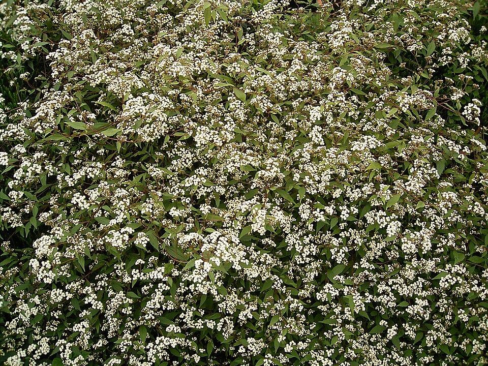 Ageratina riparia (mist flower) (alternate view 7)